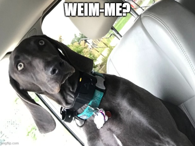 Weim Me? | WEIM-ME? | image tagged in weimaraner | made w/ Imgflip meme maker