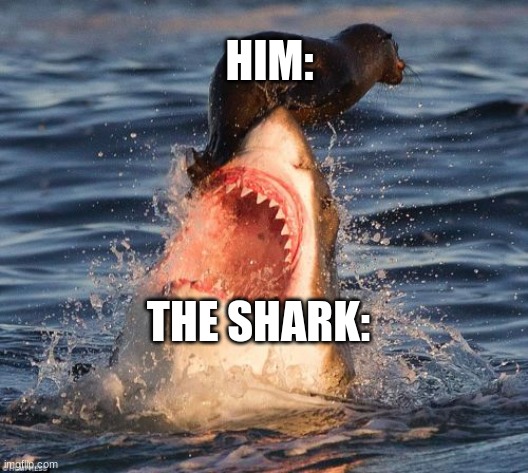 Travelonshark Meme | HIM: THE SHARK: | image tagged in memes,travelonshark | made w/ Imgflip meme maker