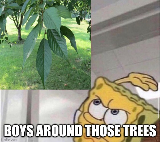 Every time a boy walks by a tree | BOYS AROUND THOSE TREES | image tagged in funny | made w/ Imgflip meme maker