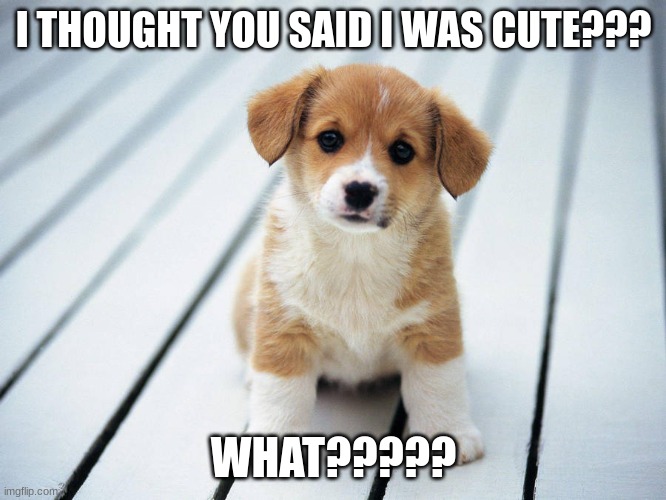 Dog | I THOUGHT YOU SAID I WAS CUTE??? WHAT????? | image tagged in cute dog,memes | made w/ Imgflip meme maker