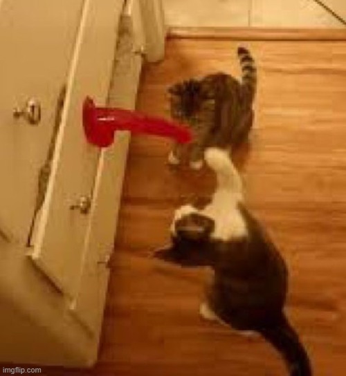 what da cats doin | made w/ Imgflip meme maker