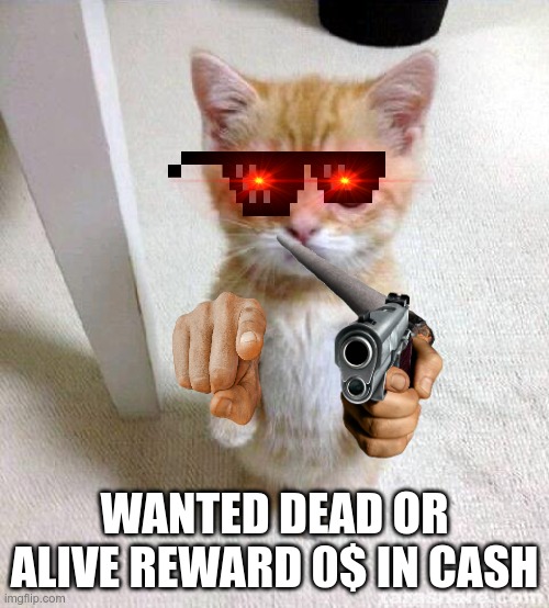 Cute Cat | WANTED DEAD OR ALIVE REWARD 0$ IN CASH | image tagged in memes,cute cat | made w/ Imgflip meme maker