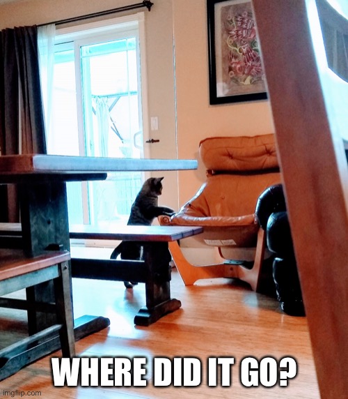 Where did it go? | WHERE DID IT GO? | image tagged in where did it go | made w/ Imgflip meme maker