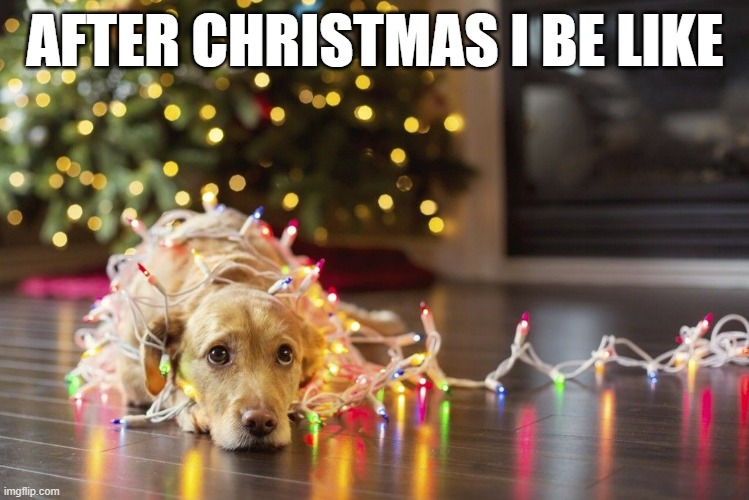 Got to wait a whole year before the next Christmas | AFTER CHRISTMAS I BE LIKE | image tagged in christmas,merry christmas,dogs,funny dogs,christmas lights,christmas memes | made w/ Imgflip meme maker