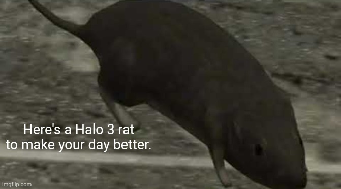Halo 3 rat | Here's a Halo 3 rat to make your day better. | image tagged in halo 3 rat | made w/ Imgflip meme maker