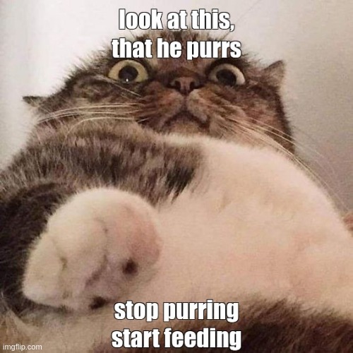 look at this, that he purrs ... | image tagged in cat,cats,cat look at this,purrs,eating,food | made w/ Imgflip meme maker