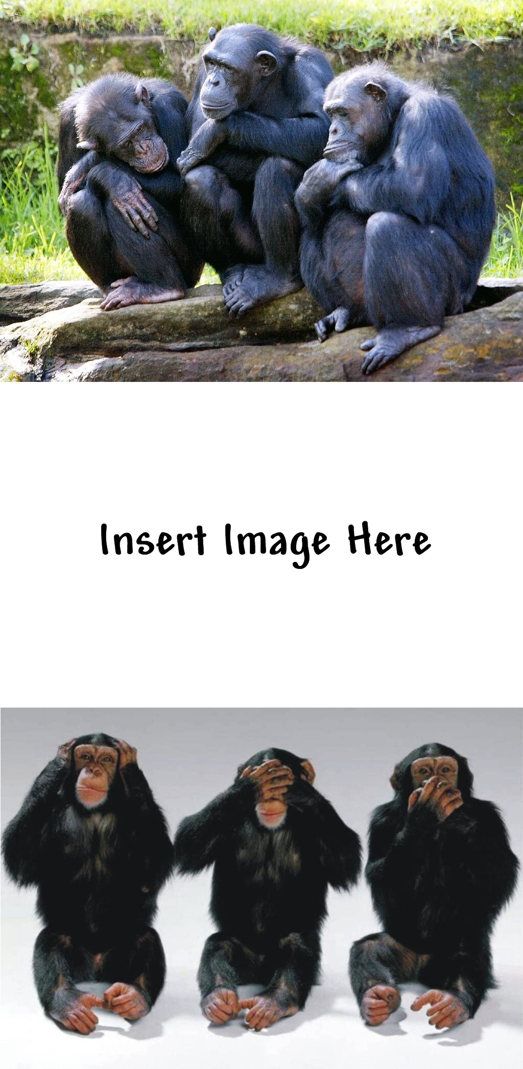 3 Chimps Pondering Life Hear No Evil See No Evil Speak No Evil Blank Meme Template