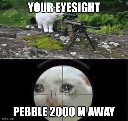 Sniper cat | YOUR EYESIGHT PEBBLE 2000 M AWAY | image tagged in sniper cat | made w/ Imgflip meme maker