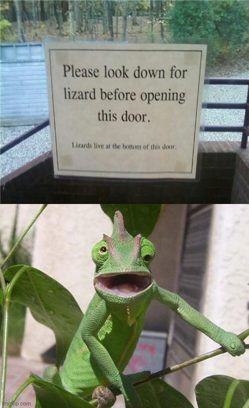 The lizard | image tagged in lizard,lizards,memes,meme,animal,signs | made w/ Imgflip meme maker