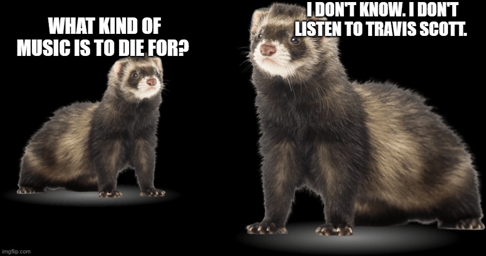 Wtf ferrets! | I DON'T KNOW. I DON'T LISTEN TO TRAVIS SCOTT. WHAT KIND OF MUSIC IS TO DIE FOR? | image tagged in ferret,dank memes | made w/ Imgflip meme maker