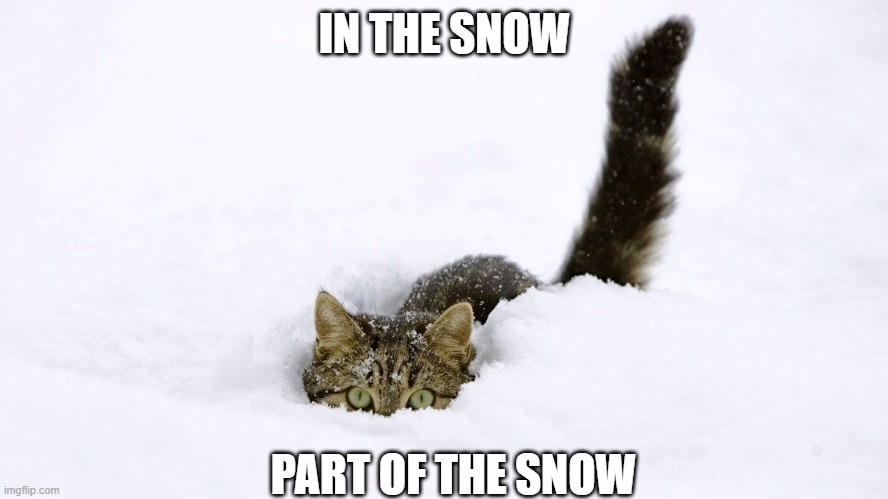 ONE WITH THE SNOW | IN THE SNOW; PART OF THE SNOW | image tagged in cats,funny cats,snow,winter,adventure time | made w/ Imgflip meme maker
