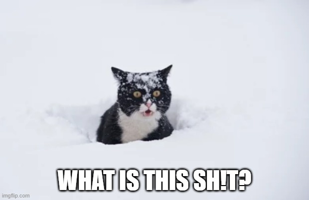 HE'S A LITTLE FREAKED OUT | WHAT IS THIS SH!T? | image tagged in cats,funny cats,snow | made w/ Imgflip meme maker