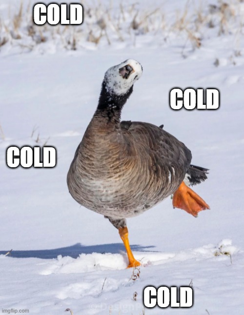 MAKE IT STOP! | COLD; COLD; COLD; COLD | image tagged in ducks,snow,cold,winter,goose | made w/ Imgflip meme maker