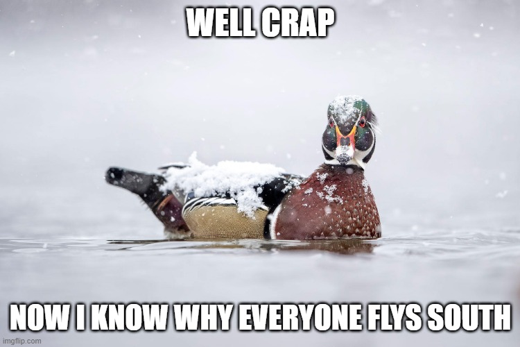 GONNA FREEZE | WELL CRAP; NOW I KNOW WHY EVERYONE FLYS SOUTH | image tagged in freezing,duck,ducks,winter | made w/ Imgflip meme maker