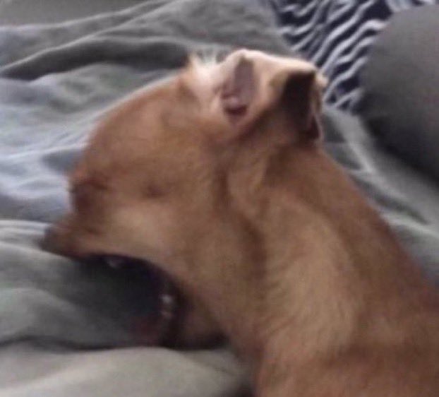 High Quality Chihuahua Scream Blank Meme Template