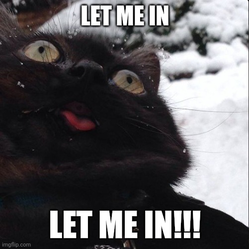 Insane cat | LET ME IN LET ME IN!!! | image tagged in insane cat | made w/ Imgflip meme maker