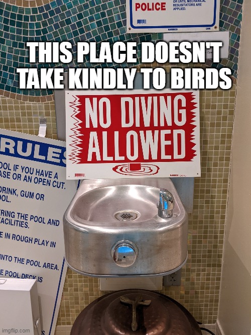 Won't Attempt Such a Chirpin' Shenanigan | THIS PLACE DOESN'T TAKE KINDLY TO BIRDS | image tagged in meme,memes,humor,signs | made w/ Imgflip meme maker