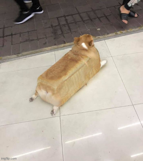Corgi Loaf | made w/ Imgflip meme maker