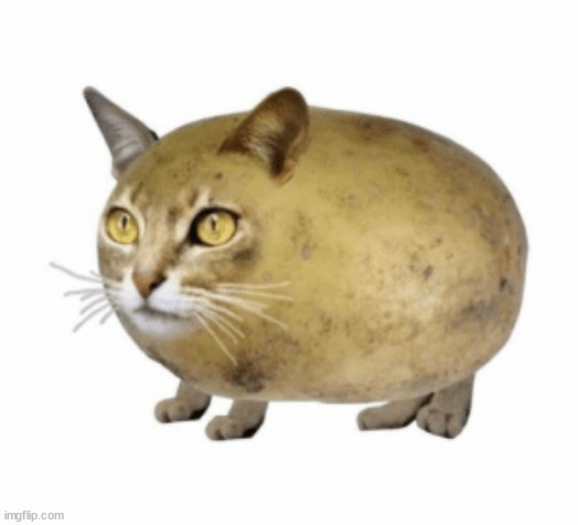 catato | made w/ Imgflip meme maker