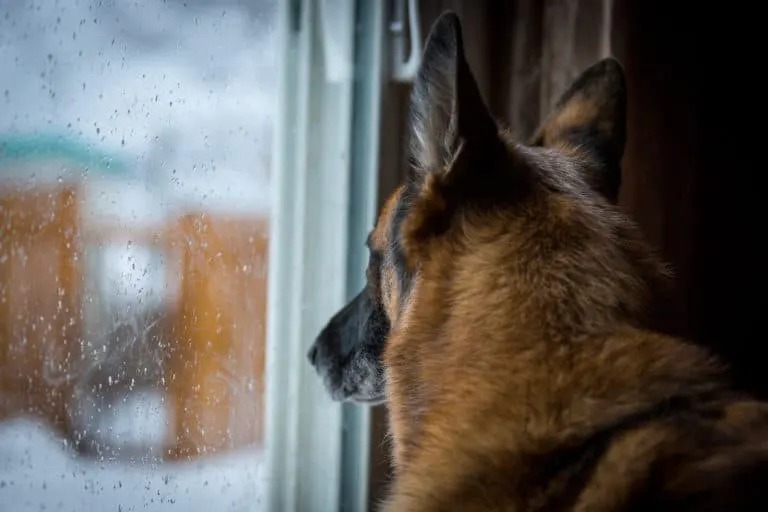 German Shepherd watch snow Blank Meme Template