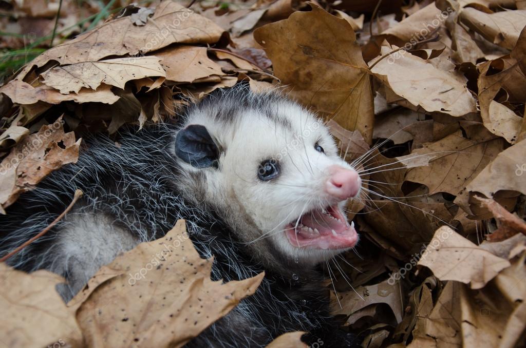 Existential Possum Blank Meme Template