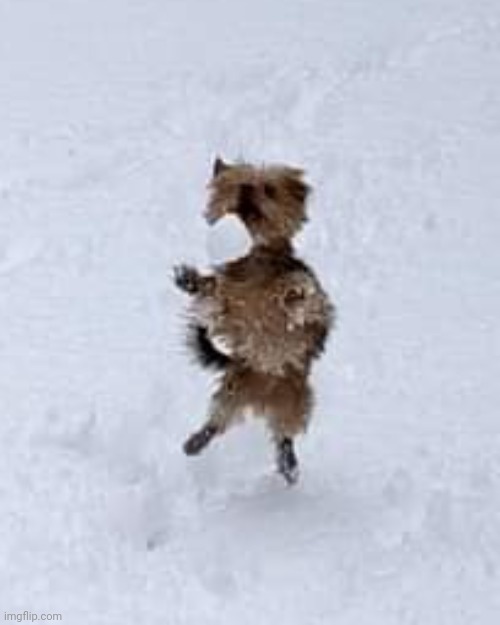 Yorkie trying to catch snowball | made w/ Imgflip meme maker