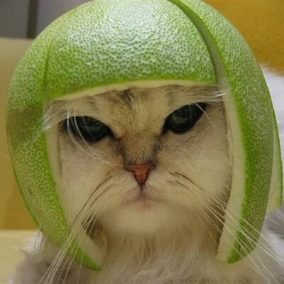 High Quality cat with helmet made of fruit Blank Meme Template