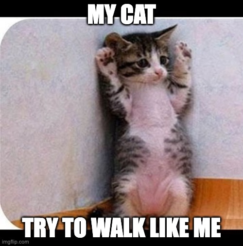 funny cat | MY CAT; TRY TO WALK LIKE ME | image tagged in funny cat | made w/ Imgflip meme maker