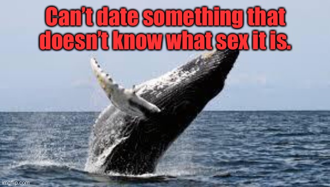 Whale. | Can’t date something that doesn’t know what sex it is. | image tagged in whale | made w/ Imgflip meme maker