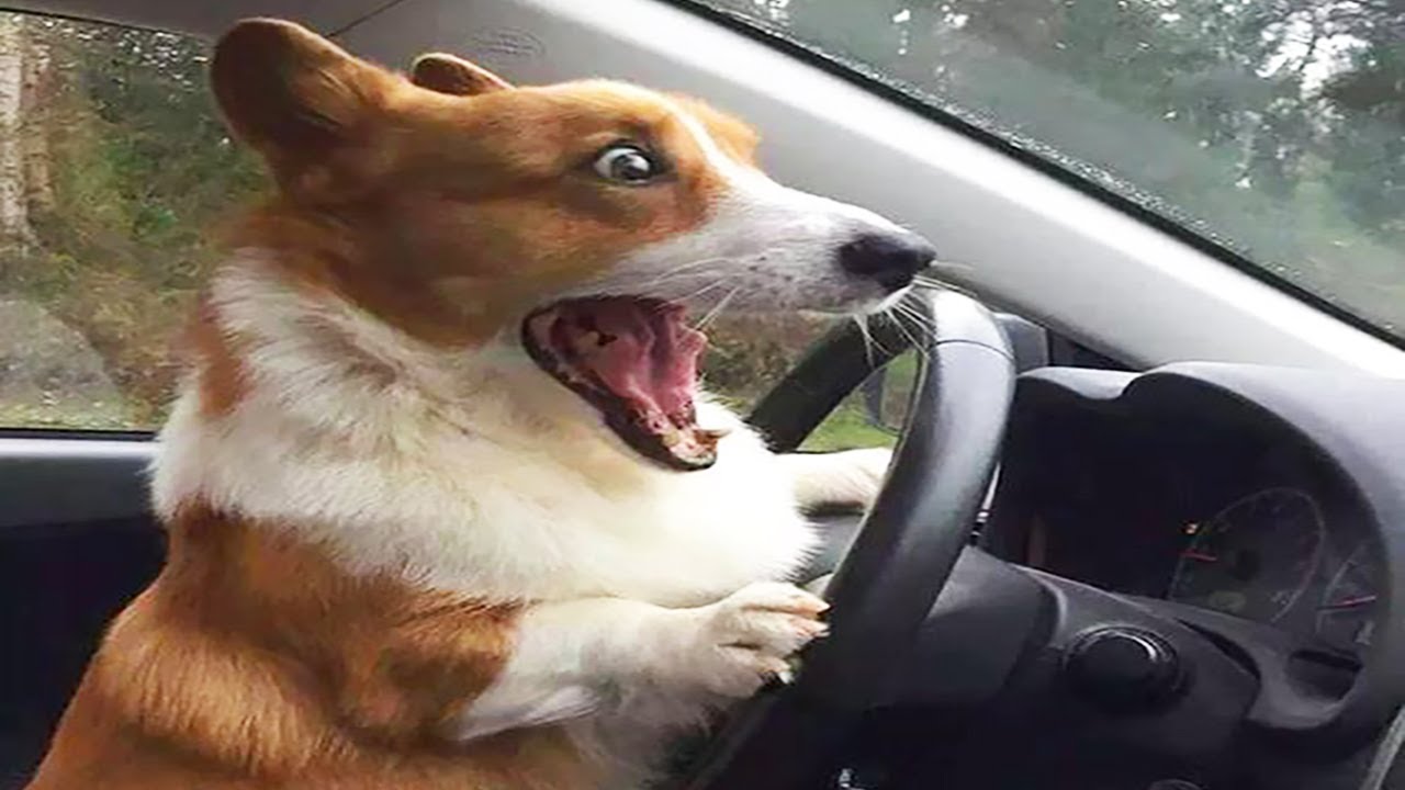 High Quality funny dog driving Blank Meme Template