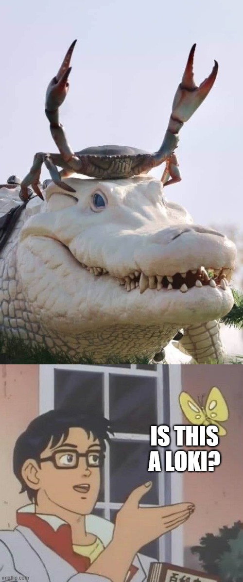 Now on Disney+ | IS THIS A LOKI? | image tagged in crab on crocodile,memes,is this a pigeon,loki,multiverse | made w/ Imgflip meme maker