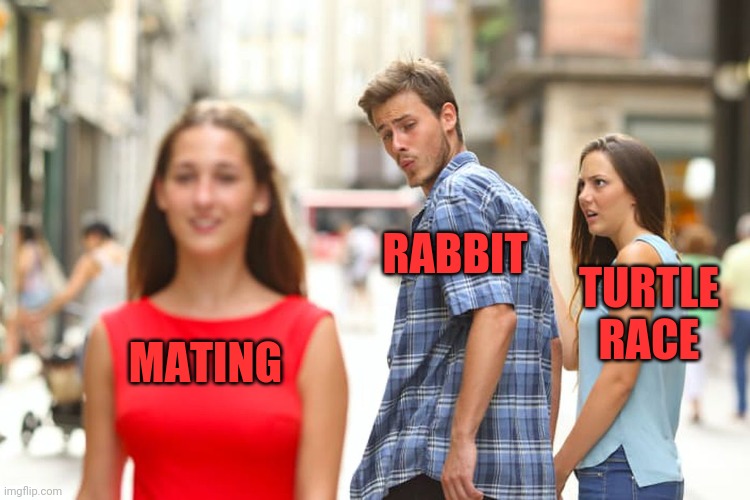 Distracted Boyfriend Meme | MATING RABBIT TURTLE RACE | image tagged in memes,distracted boyfriend | made w/ Imgflip meme maker