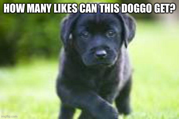 HOW MANY LIKES CAN THIS DOGGO GET? | image tagged in funny dogs | made w/ Imgflip meme maker