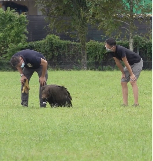 Vulture in Singapore Blank Meme Template