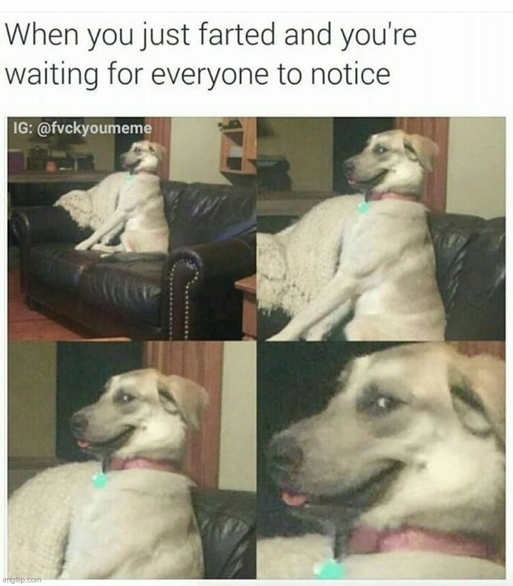 image tagged in dogs | made w/ Imgflip meme maker