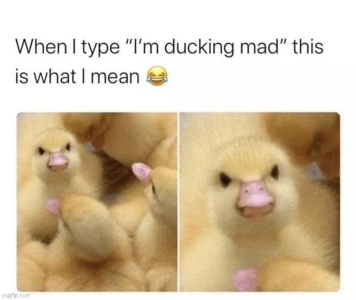 I’m so ducking mad | image tagged in memes,funny,duck,lmao | made w/ Imgflip meme maker