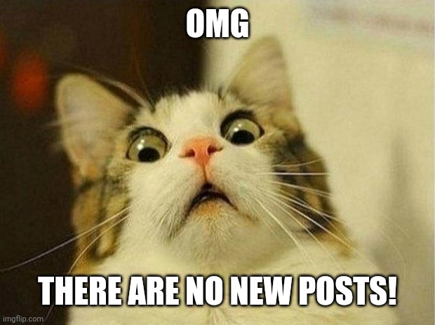 Scared Cat | OMG; THERE ARE NO NEW POSTS! | image tagged in memes,scared cat | made w/ Imgflip meme maker