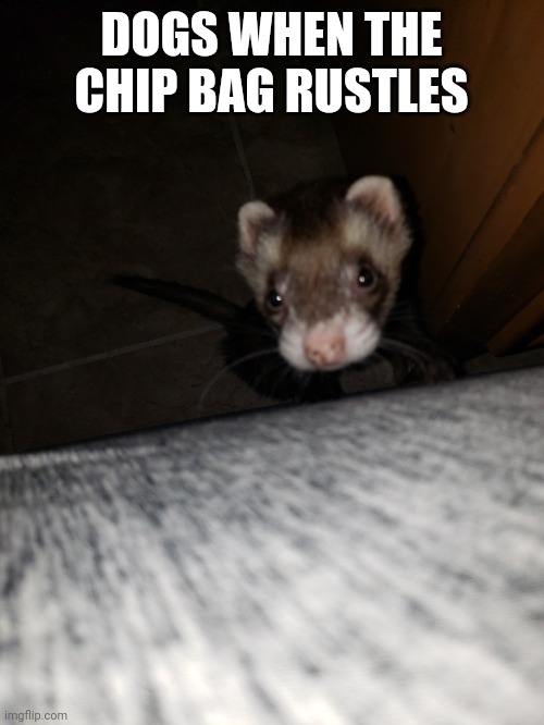 Chaps | DOGS WHEN THE CHIP BAG RUSTLES | image tagged in ferret,chips,dogs | made w/ Imgflip meme maker
