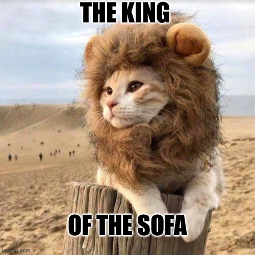 The king…of the living room! | THE KING; OF THE SOFA | image tagged in cats,funny | made w/ Imgflip meme maker