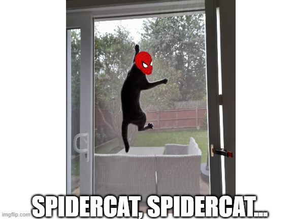 My cat likes climbing the net we use to stop her escaping outside | SPIDERCAT, SPIDERCAT... | image tagged in funny cats | made w/ Imgflip meme maker