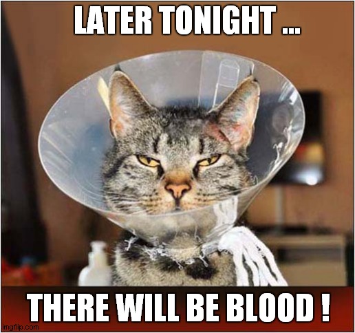 Vengeance Will Be Mine ! | LATER TONIGHT ... THERE WILL BE BLOOD ! | image tagged in cats,cone,vengeance | made w/ Imgflip meme maker