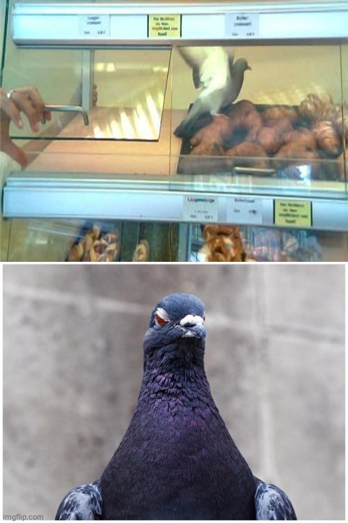 Pigeon on food | image tagged in hatred pigeon,pigeon,birds,you had one job,memes,food | made w/ Imgflip meme maker