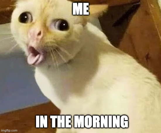 ME; IN THE MORNING | image tagged in meme,cat | made w/ Imgflip meme maker