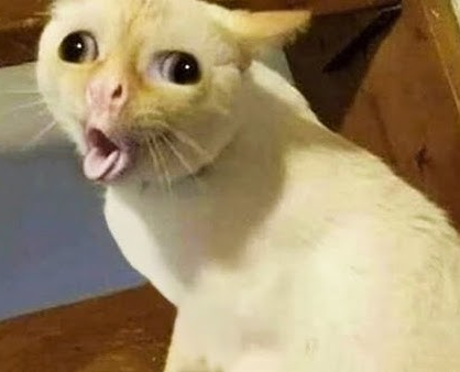 High Quality funny cat Blank Meme Template