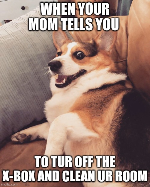 cargi | WHEN YOUR MOM TELLS YOU; TO TUR OFF THE X-BOX AND CLEAN UR ROOM | image tagged in corgi,crazy,your mom | made w/ Imgflip meme maker