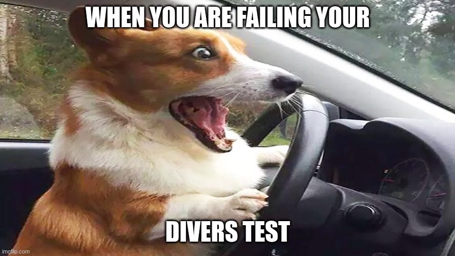 WHEN YOU ARE FAILING YOUR; DIVERS TEST | image tagged in dogs | made w/ Imgflip meme maker