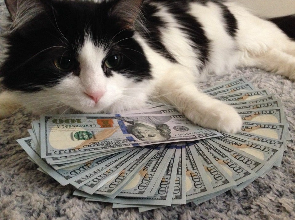 High Quality Cat With Money Blank Meme Template