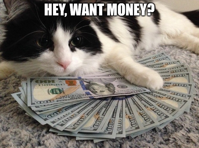 Need money from a car? |  HEY, WANT MONEY? | image tagged in cat with money,cats,money,i should buy a boat cat | made w/ Imgflip meme maker