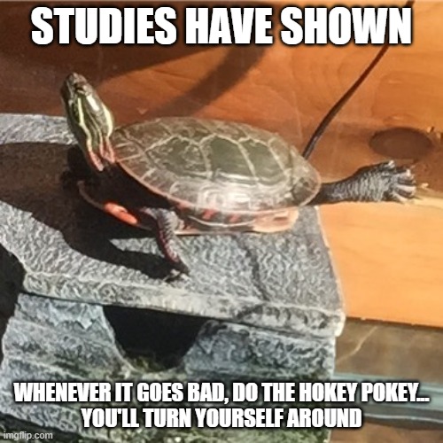 Turtle yoga | STUDIES HAVE SHOWN; WHENEVER IT GOES BAD, DO THE HOKEY POKEY...
YOU'LL TURN YOURSELF AROUND | image tagged in turtle yoga | made w/ Imgflip meme maker