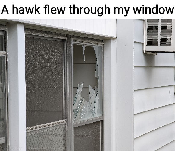 A hawk flew through my window | image tagged in memes,blank transparent square | made w/ Imgflip meme maker